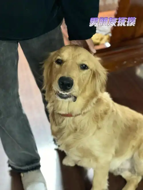 我养了4年的狗在我男朋友面和我面前居然还有两副面孔#金毛  #我的萌