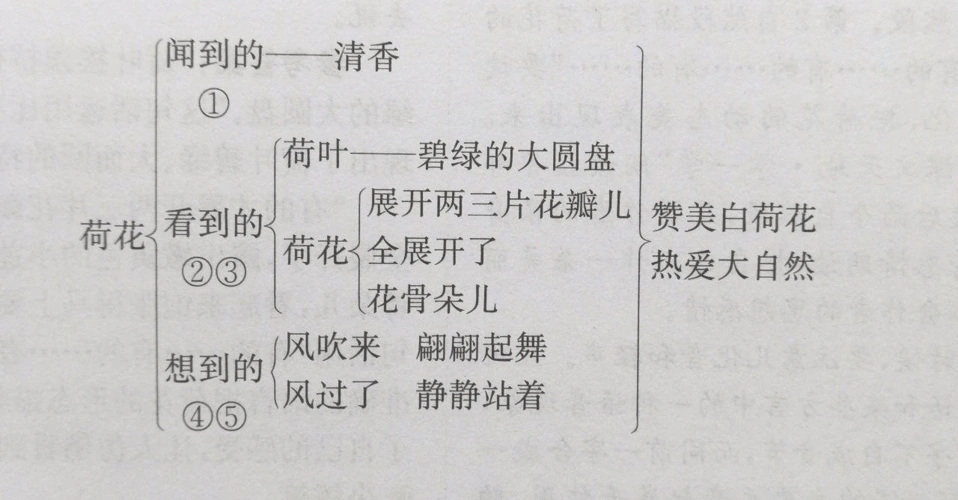 《荷花》知识教学新人教版 六,小练笔 盛夏的花我最爱茉莉