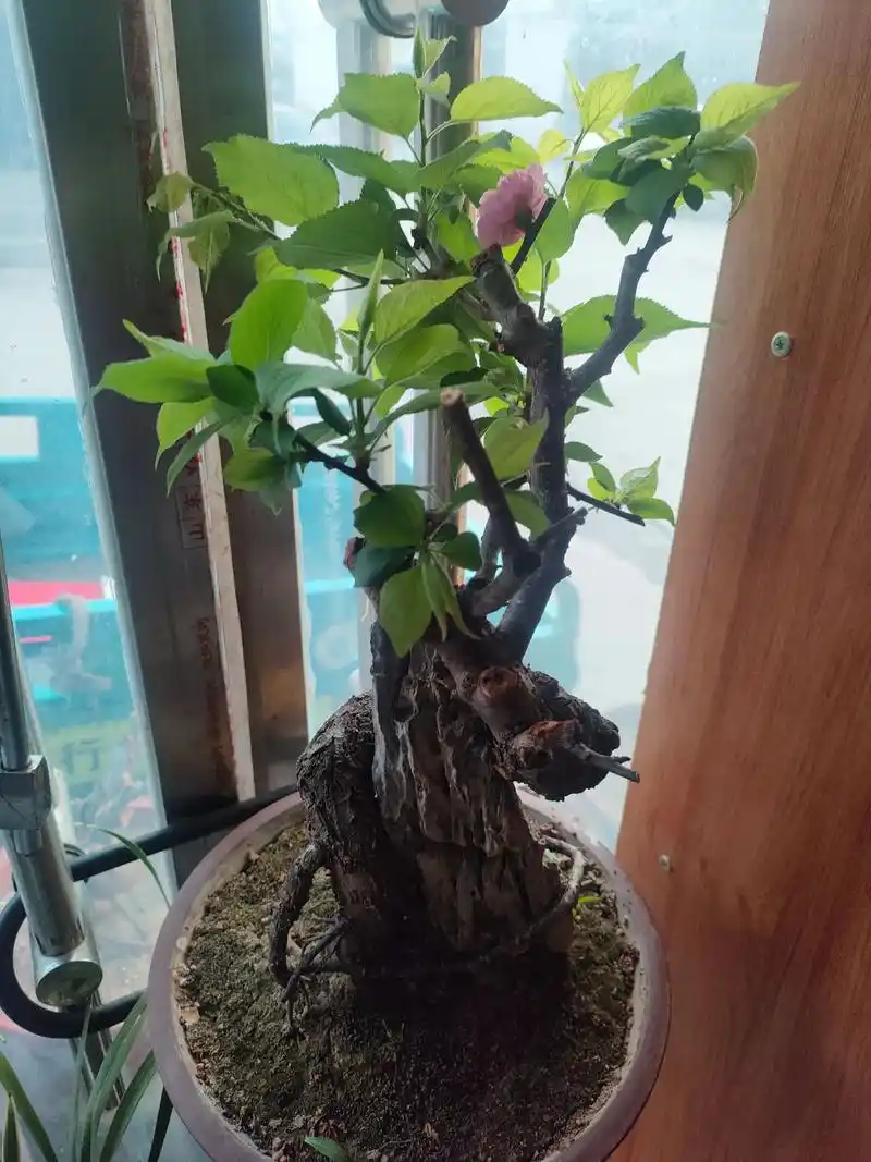 长出新叶的红梅也是一道风景线!#老桩盆景