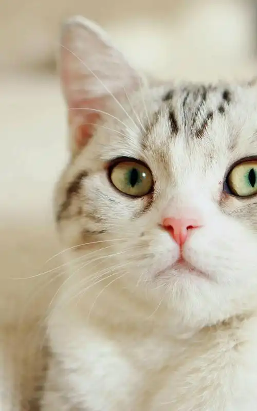 可爱喵星人呆萌宠物安卓手机壁纸大全