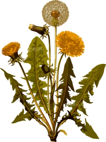 蒲公英中草药(dandelion-herbal-medicinal-medicine)