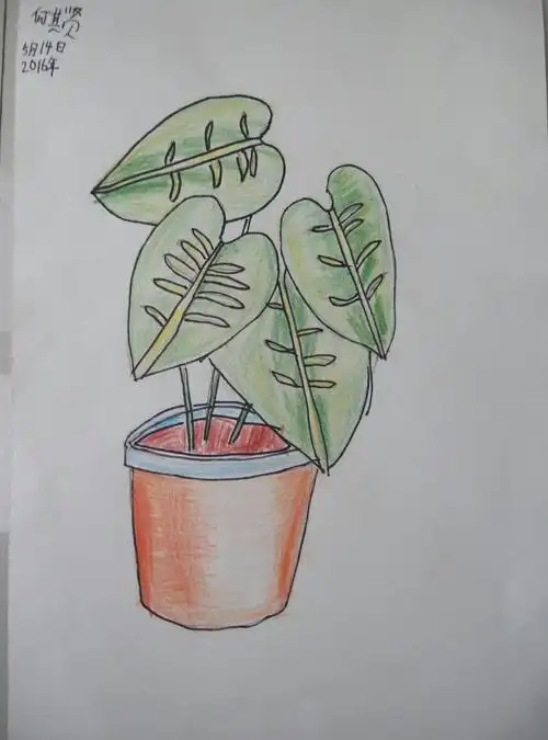 彩铅作品―《植物》