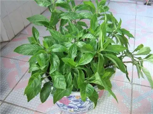 金鸡毛草功效及入药简介