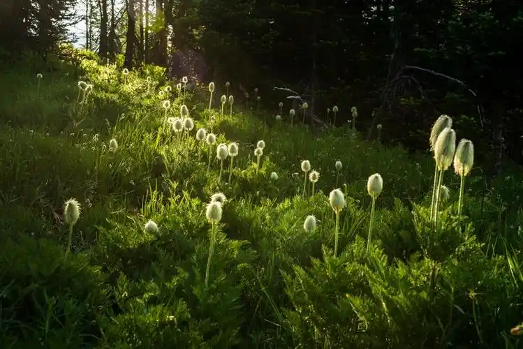 求 绿色系富有生命力的手机壁纸 小清新一些 不胜感激! - 知乎