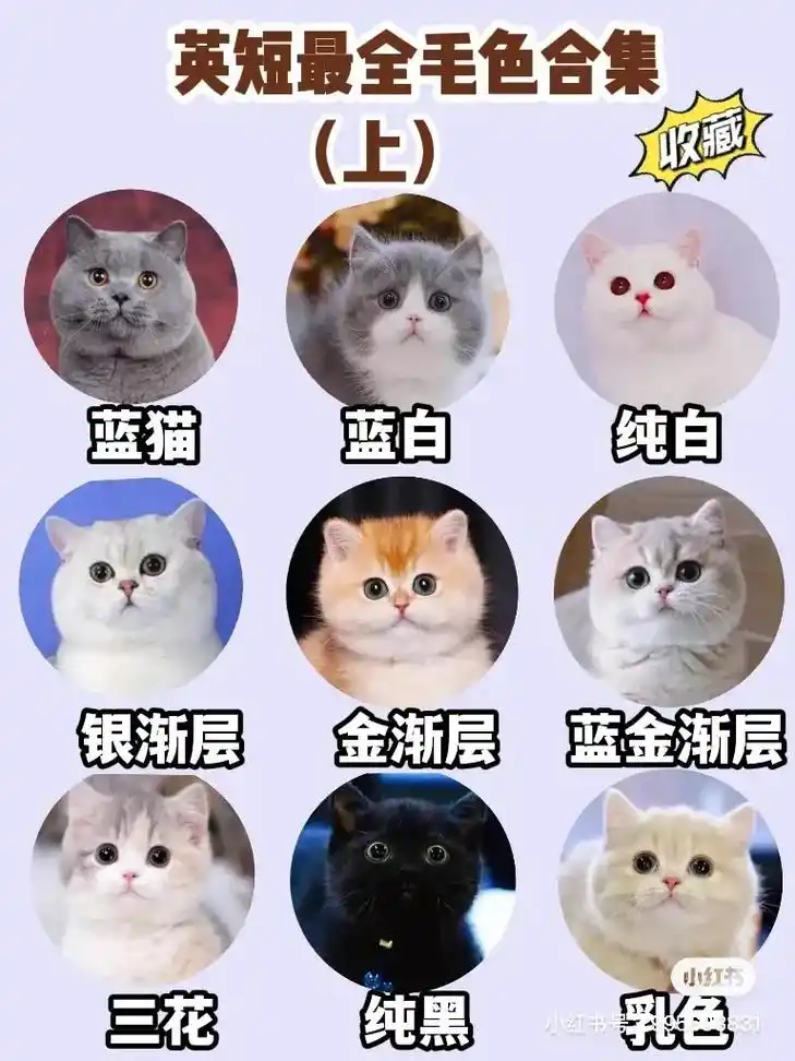 英国短毛猫 集合毛色 价格 解决挑猫纠结.英国短毛猫,非常受 - 抖音
