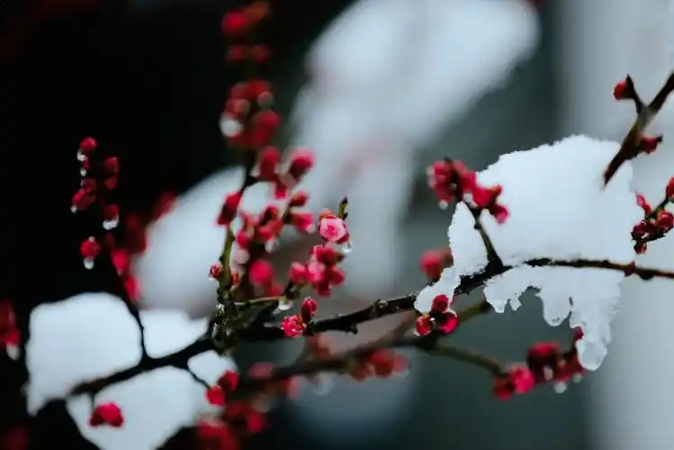 2019年第一场雪东郊梅花谷的雪景!
