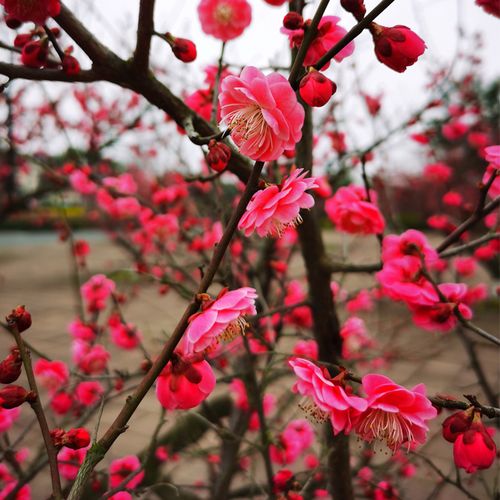 红梅花树苗盆栽老桩庭院耐寒冬季开花卉植物浓香原生高杆骨里红梅