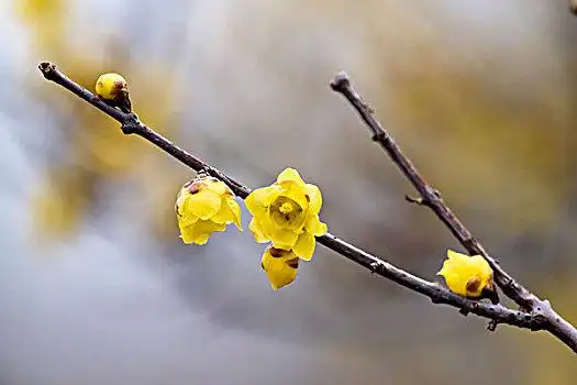 一枝梅图片_一枝梅图片大全_一枝梅图片素材