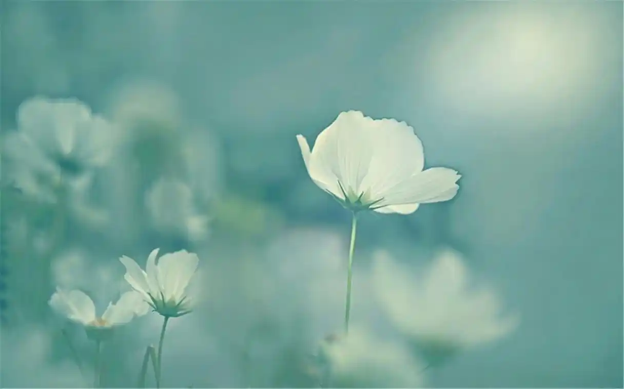 简约唯美小清新花卉高清桌面壁纸