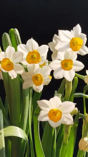 水仙花赞 - 美篇