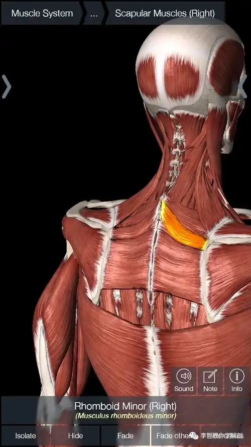 学员精彩笔记(13)---第七颈椎周围的主要肌肉