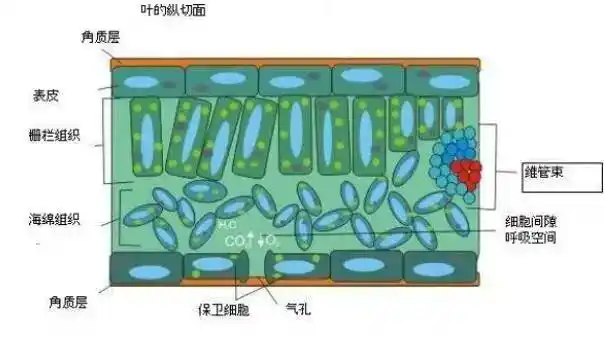 【薯技】植物叶面肥知识详解
