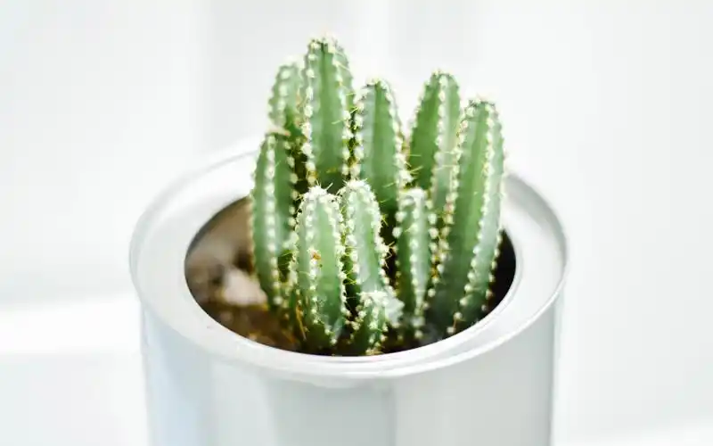 小清新静物高清唯美意境图片壁纸