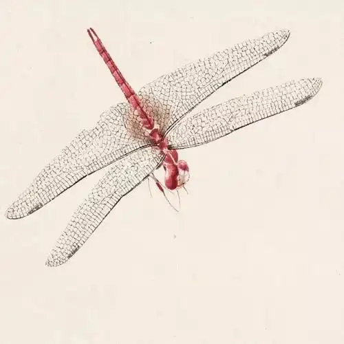 4步教你画工笔蜻蜓,就是这么简单!_齐白石