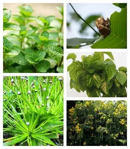 手机族必备的护眼珍品纯天然草本精华明目纯露清肝明目内外兼调