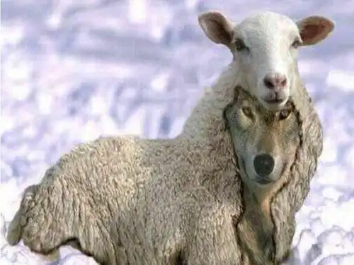 披着羊皮的狼的照片