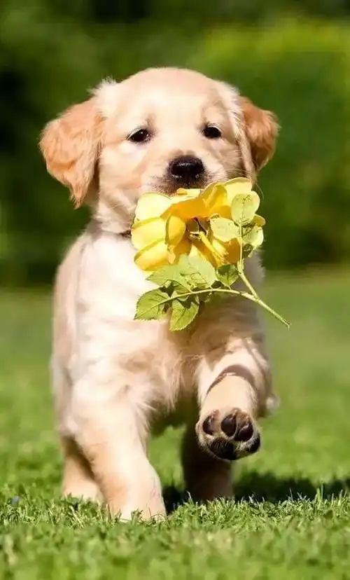 50张可爱的小狗狗