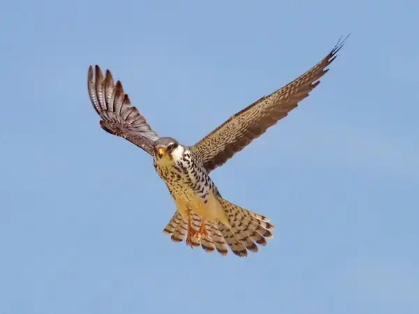 也发几张阿穆尔隼