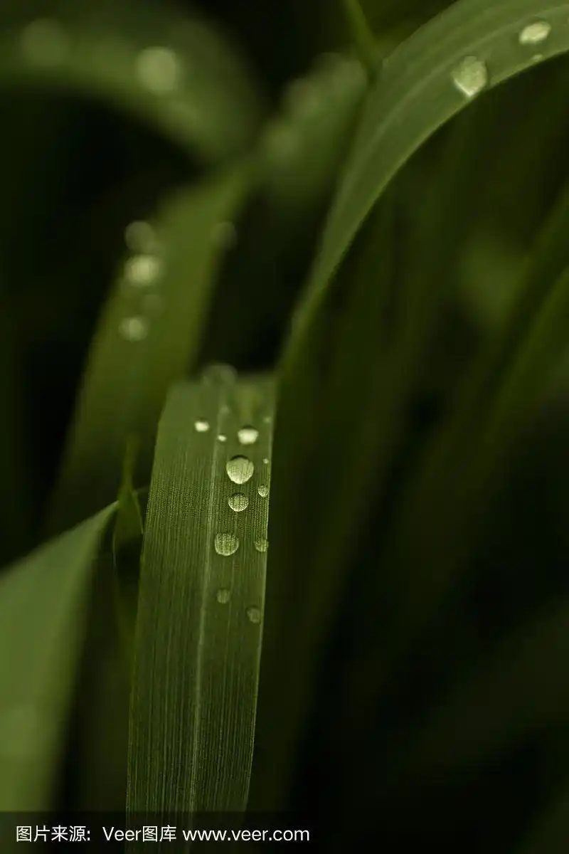 透明的水滴在墨绿色的草近距离拍摄