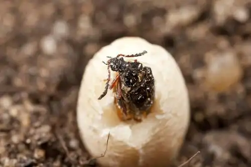 展开全部 豆象 豆子生的虫