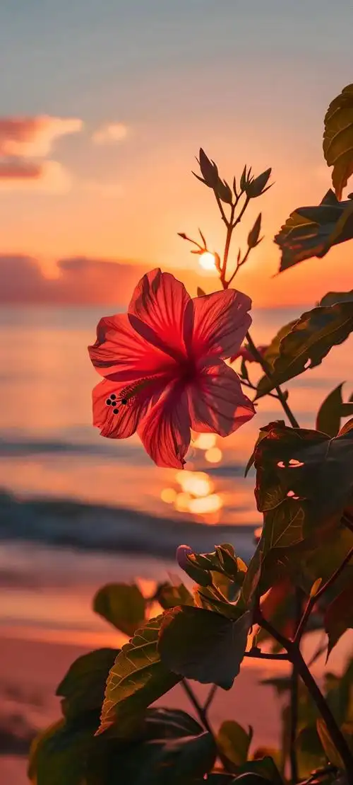 唯美鲜花手机壁纸全面屏适用高清原图