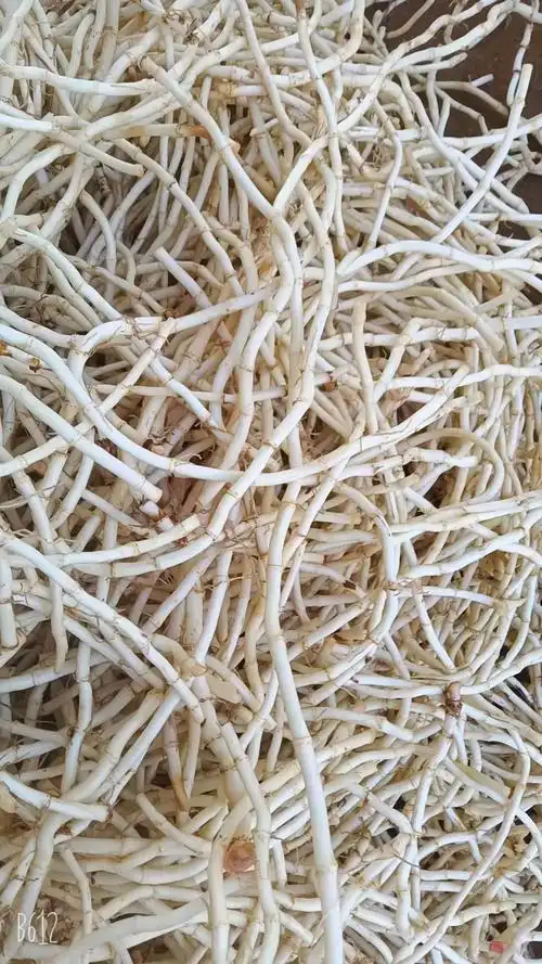 云南文山农户精洗丶茅根丶精品鱼腥草【折耳根】