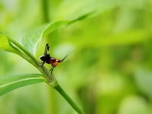 悦鸣草螽宝宝