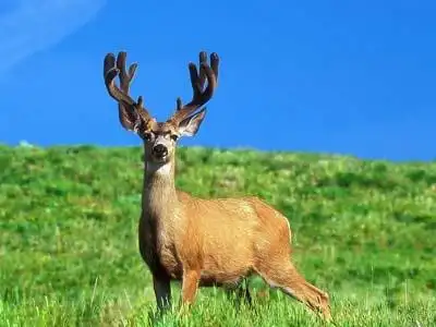 傻狍子成大众萌物 眼神呆萌完爆羊驼