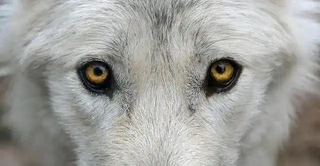 心理测试选择一双你觉得最凶狠的眼睛测试你骨子里有多狠心