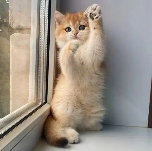 英短金渐层一般多少钱啊