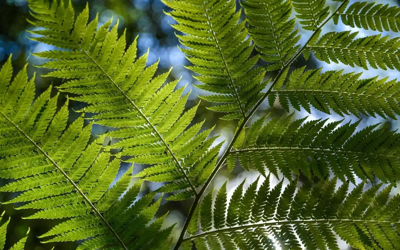 绿色护眼金星蕨高清桌面壁纸