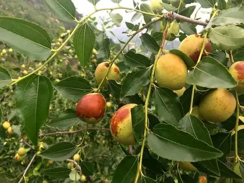 北镇有个梅姐大枣采摘园你还不知道吧赶快来看看在哪都有啥