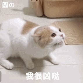 我很凶哒(猫咪动图) - 斗图表情包 - 爱逗图