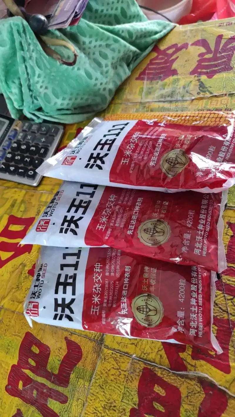 洛宁独家销售,种地大户首选品种 紫苞 紫杆 紫根 紫叶 紫天花 沃玉111