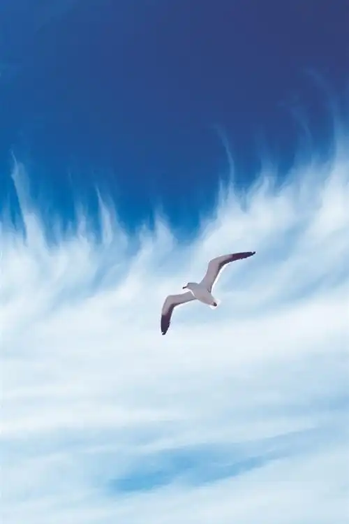 海鸥飞行,天空,白色云彩