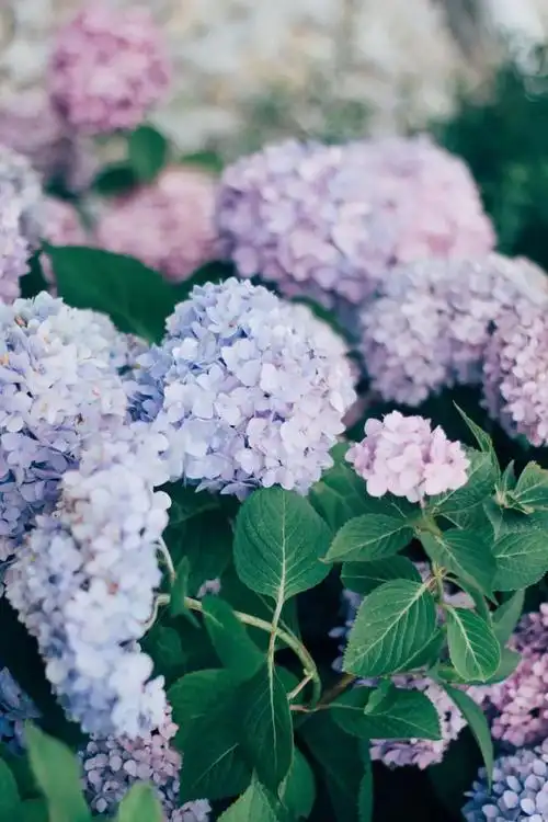 每日壁纸 | 绣球花季