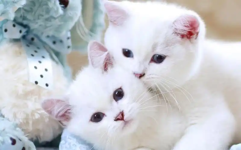 萌萌小奶猫撒娇合集(2)_哔哩哔哩 (゜-゜)つロ 干杯~-bilibili