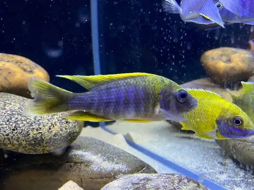 三湖慈鲷孔雀类出坑啦