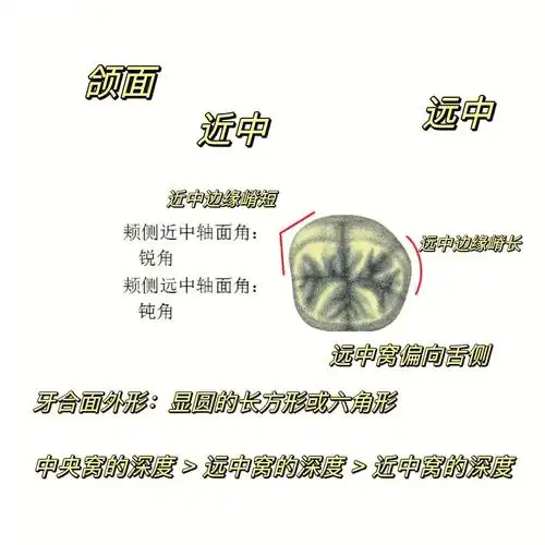 口解六下颌第一磨牙