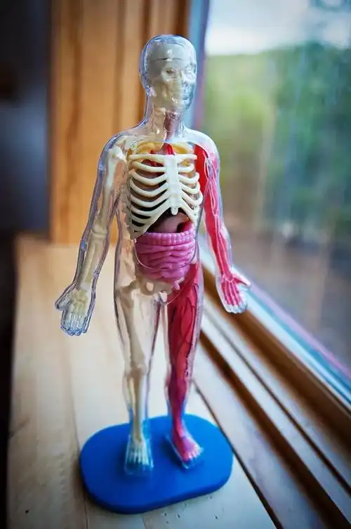 赶在六一前总算到了可拆可捏可玩可学不会有比它手感更逼真的人体模型