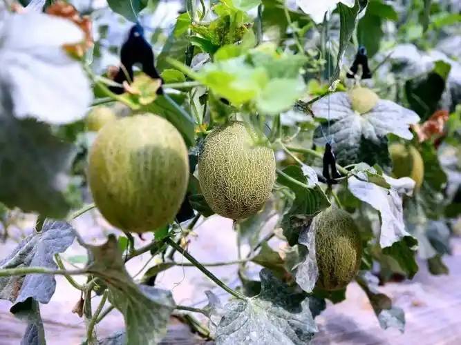 甜脆多汁初夏第一波新品种哈密瓜登场啦