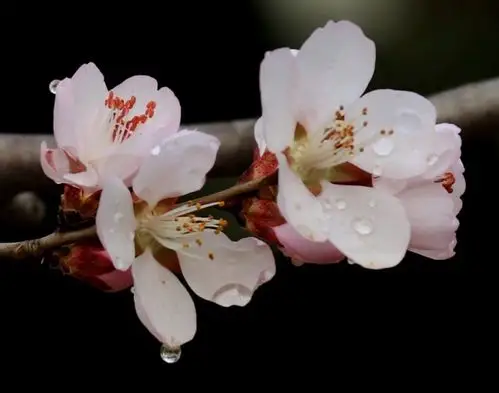 水滴桃花
