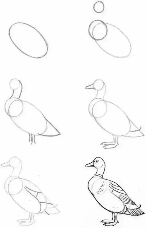 幼儿动物简笔画步骤图解