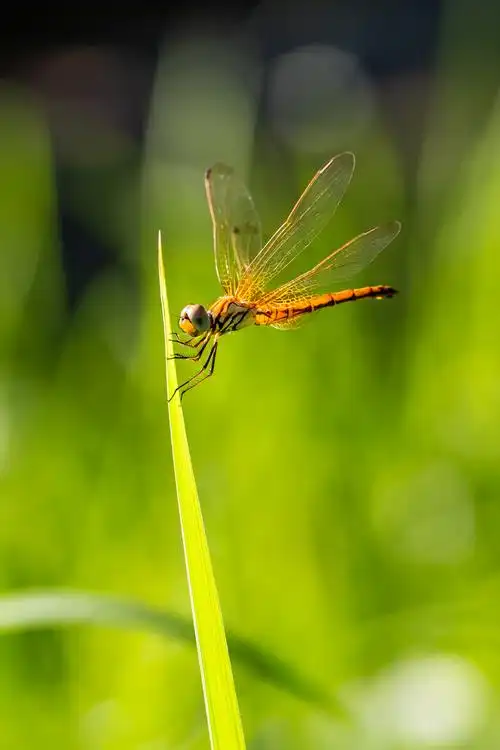 自然生态蜻蜓