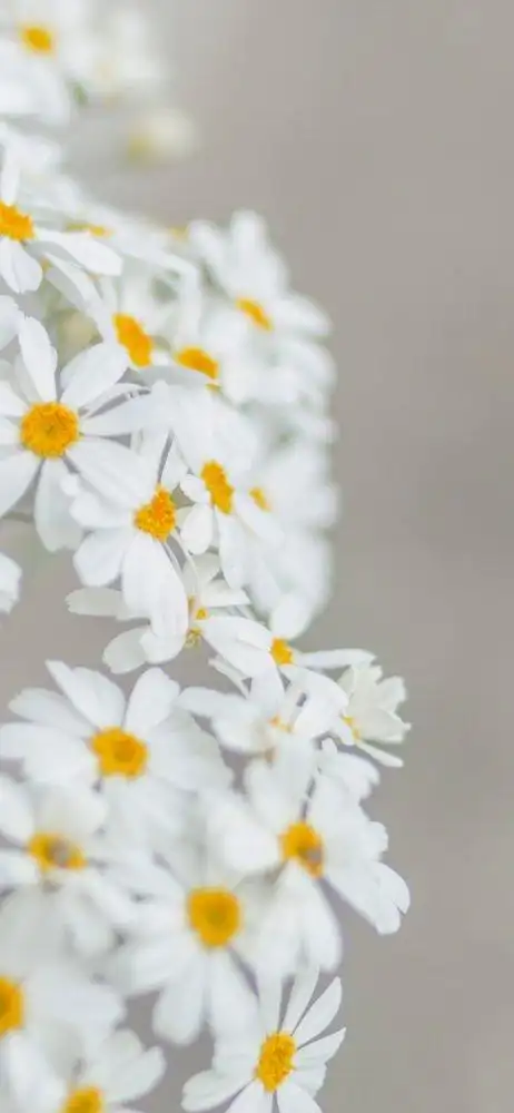 壁纸绿色系文艺小清新风格