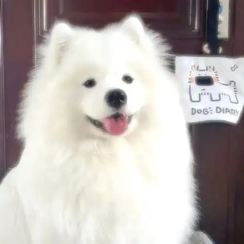 朋友圈背景图分享##狗狗头像