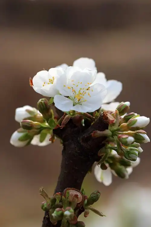【梨花】 第 6 幅查看大图曝光:1/640 sec光圈:f5快门:1/663 seciso