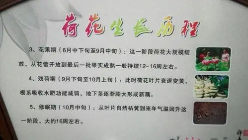 其它 又到荷花睡莲盛开的夏季 写美篇荷花生长历程 荷花全身都是宝.