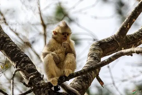 小毛猴(滇金丝猴) - 野生动物版 鸟网