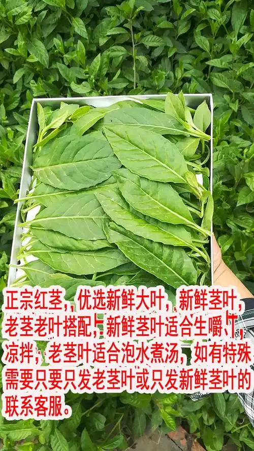 明日草的功效与作用_明日草的功效与作用图_地龙草,,的功效与作用